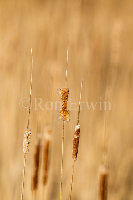Cattails
