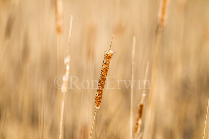 Cattails