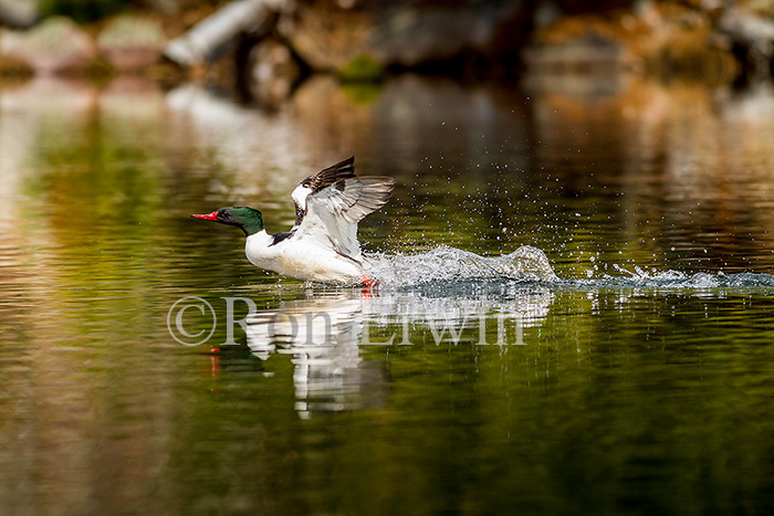 Common Merganser Male