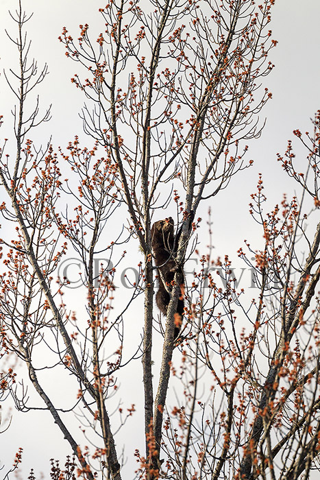 Black Bear Cub in Tree
