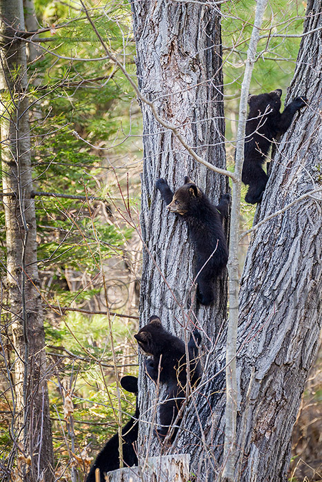 Black Bear Cubs in Tree