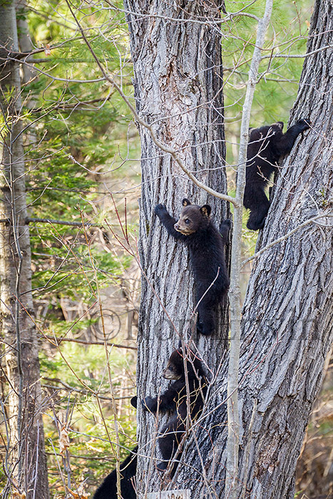 Black Bear Cubs in Tree