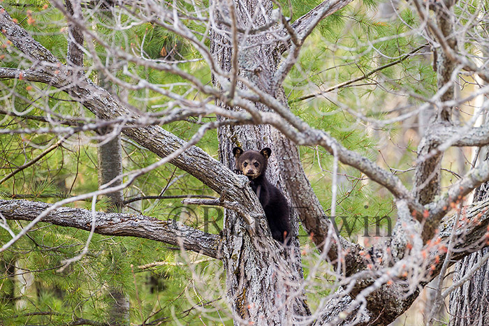 Black Bear Cub in Tree