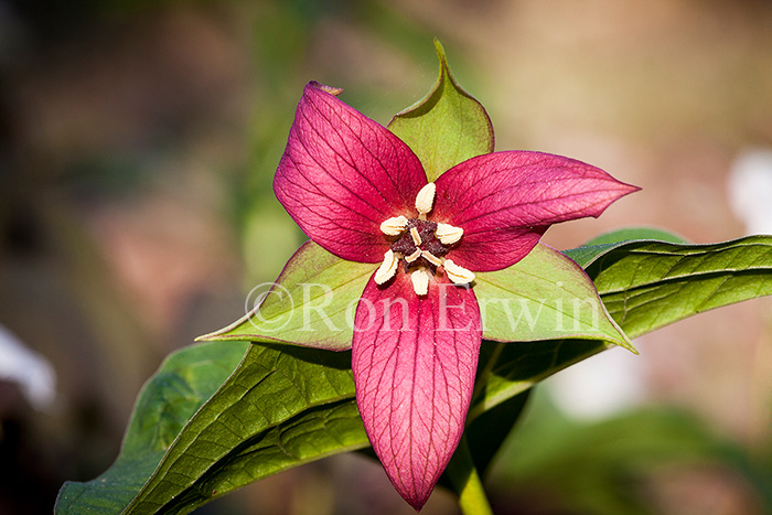 Red Trillium