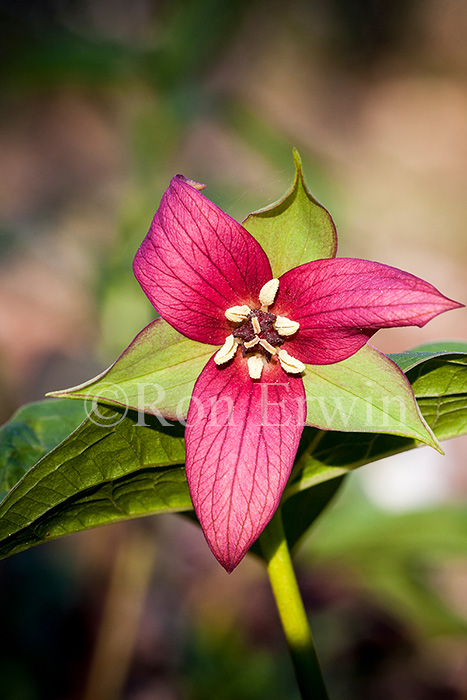 Red Trillium