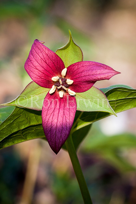 Red Trillium