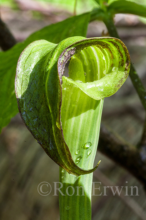 Jack-in-the-pulpit