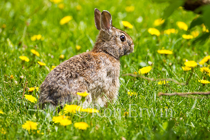 Eastern Cottontail