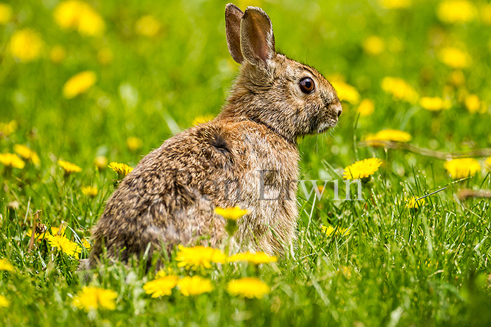 Eastern Cottontail