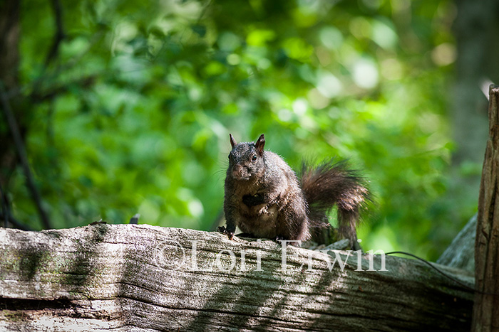 Eastern Grey Squirrel