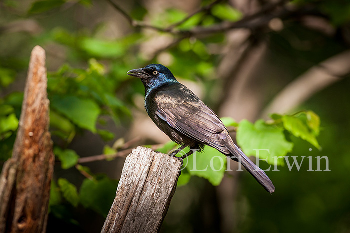 Common Grackle