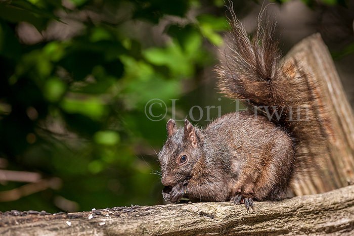 Eastern Grey Squirrel