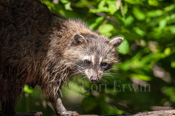 Raccoon