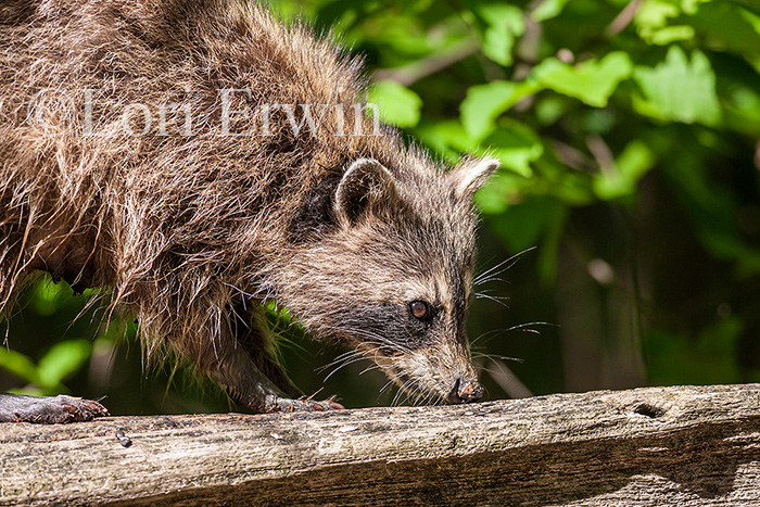 Raccoon