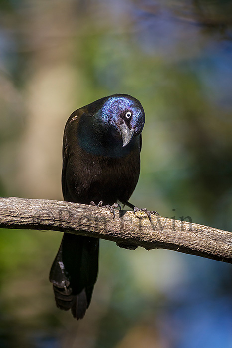 Common Grackle