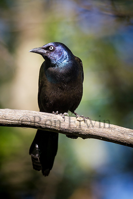 Common Grackle