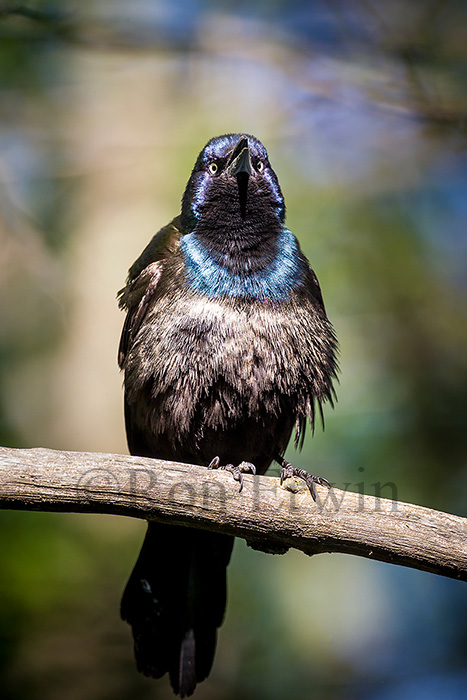 Common Grackle