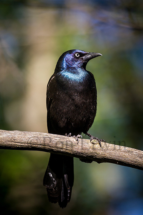 Common Grackle
