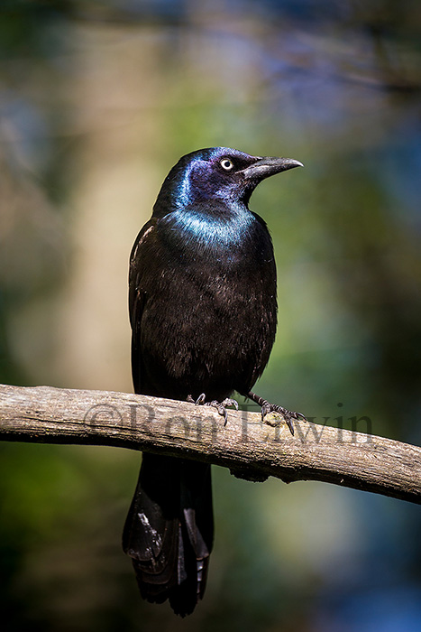 Common Grackle