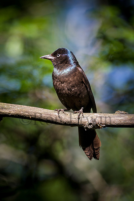 Common Grackle