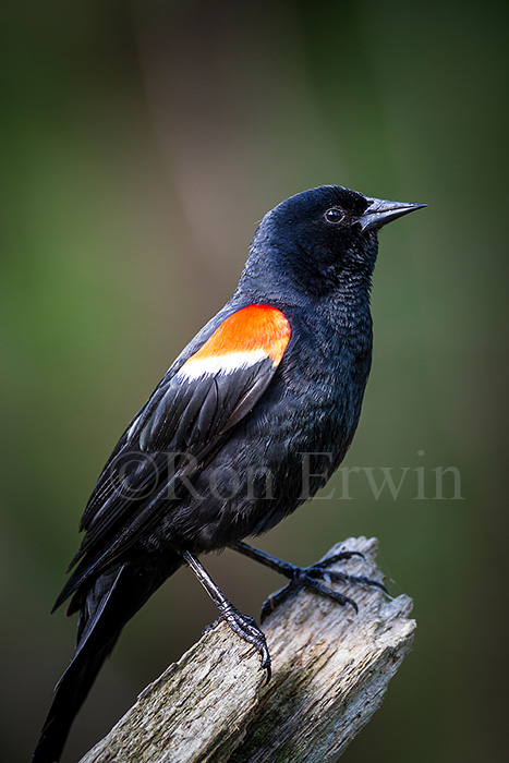 Red-winged Blackbird Male