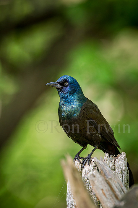 Common Grackle