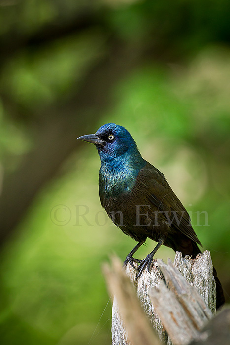 Common Grackle