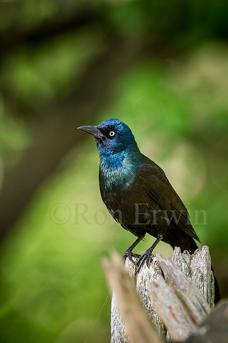 Common Grackle