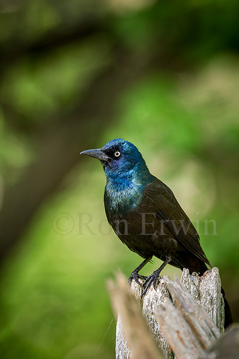Common Grackle