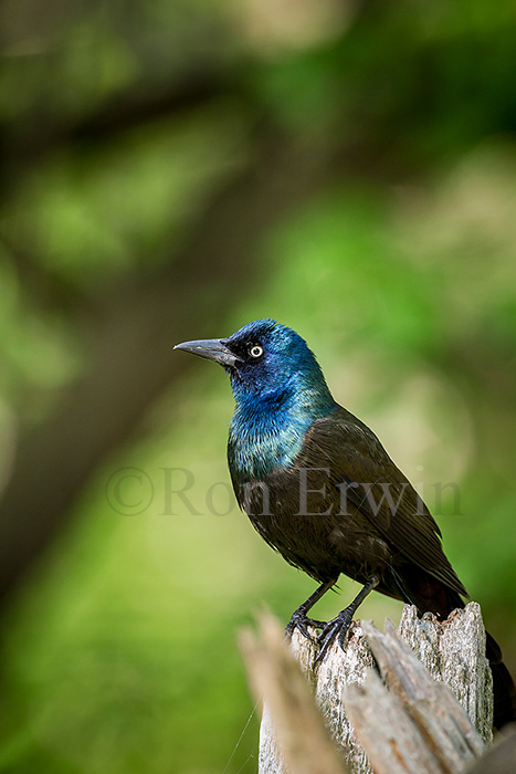 Common Grackle