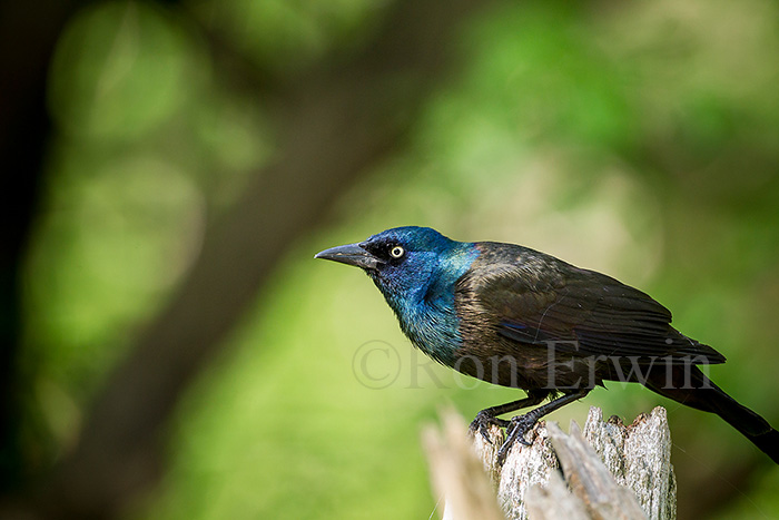 Common Grackle