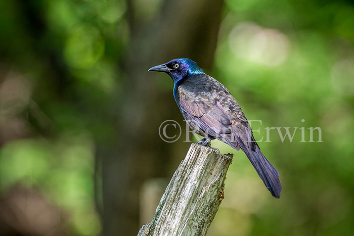 Common Grackle