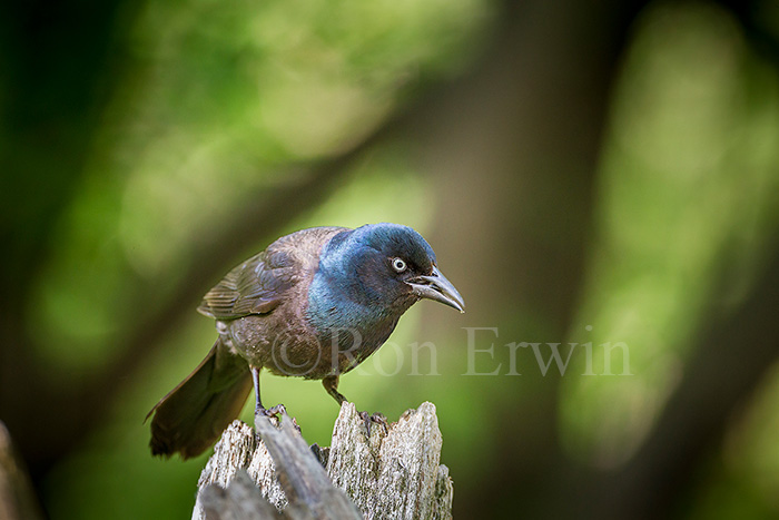 Common Grackle
