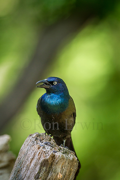 Common Grackle