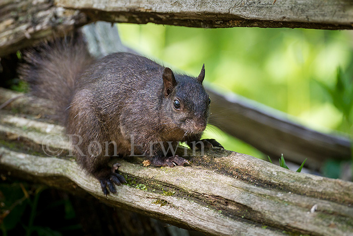 Eastern Grey Squirrel