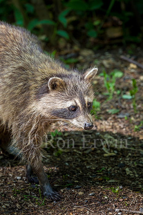 Raccoon