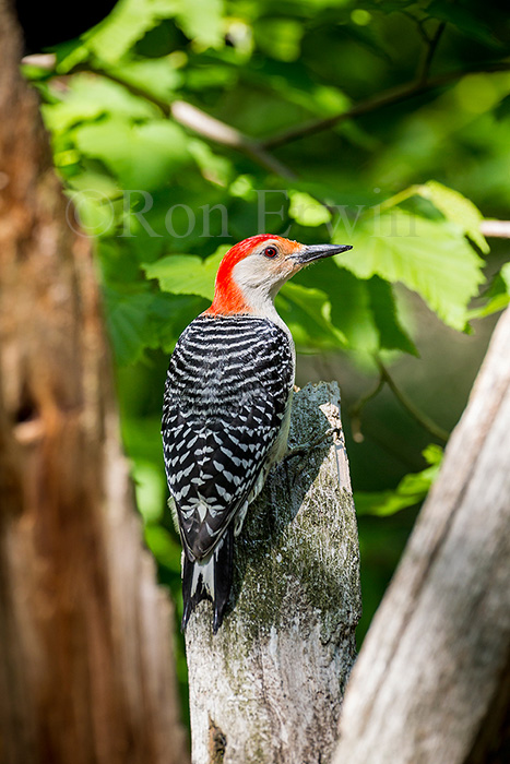 Red-bellied Woodpecker