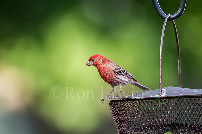 Male House Finch