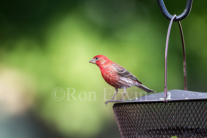 Male House Finch