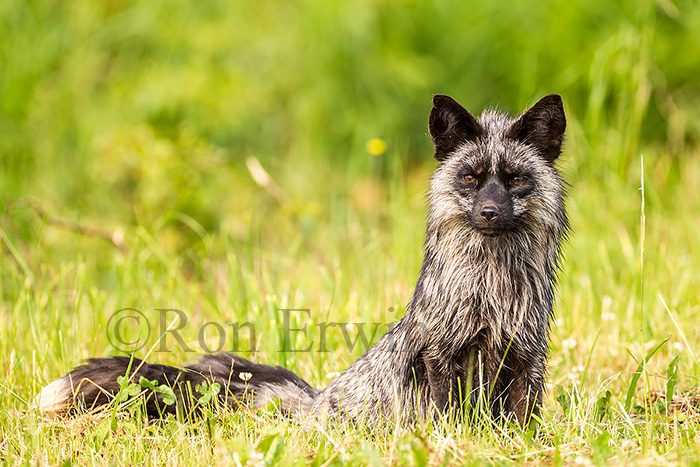 Silver Fox
