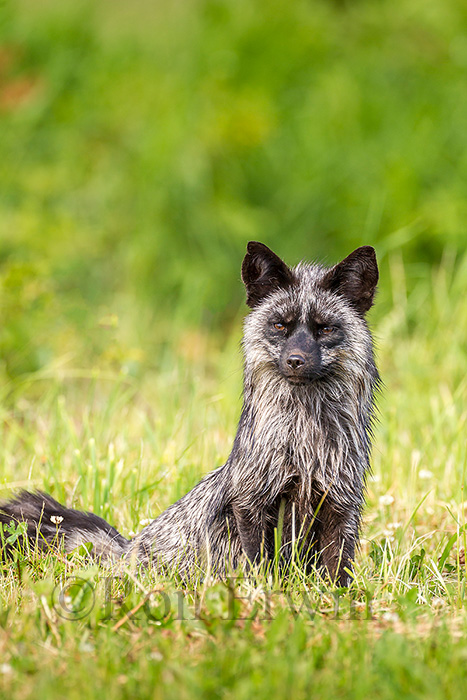 Silver Fox