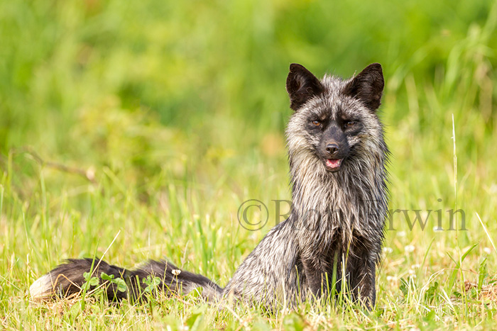Silver Fox