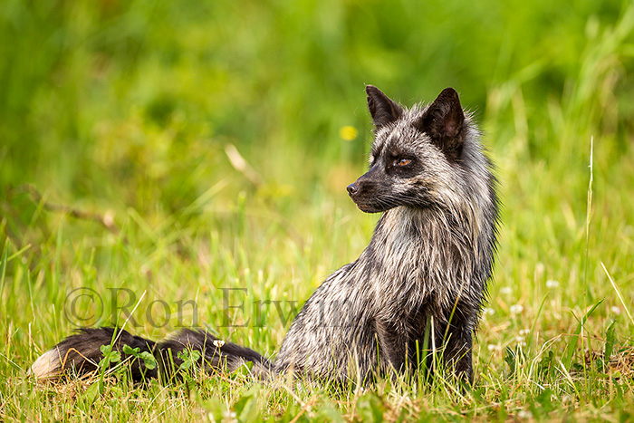 Silver Fox
