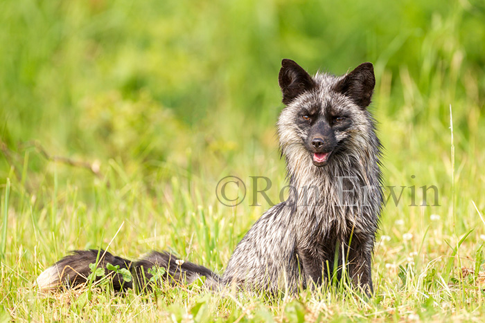 Silver Fox