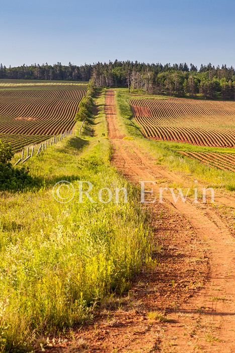 PEI Potato Fields