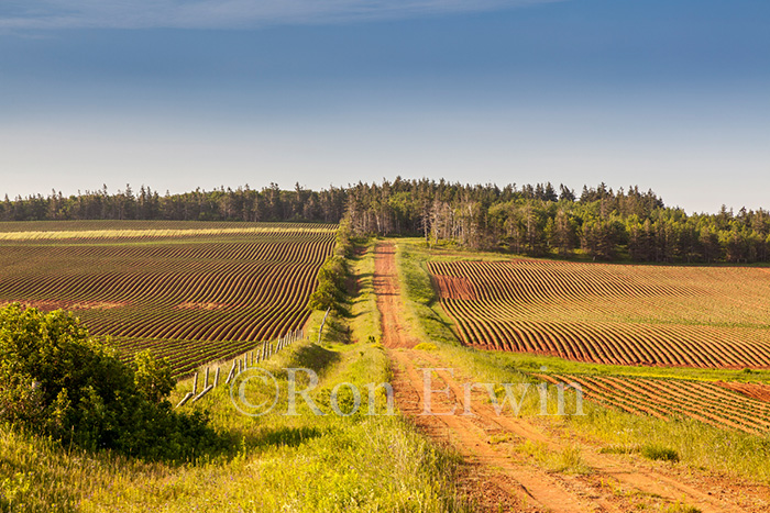PEI Potato Fields