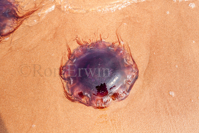 Arctic Red Jellyfish