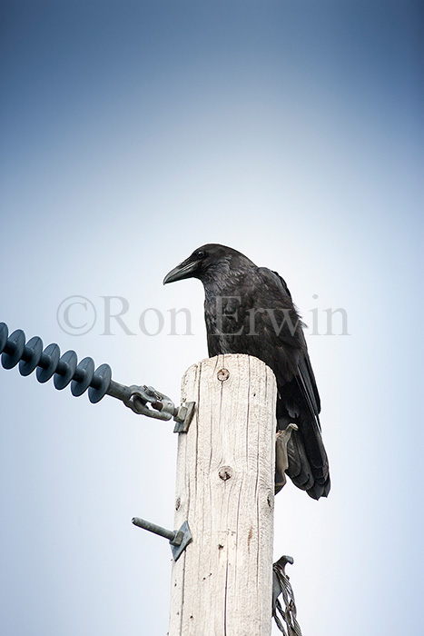 Common Raven