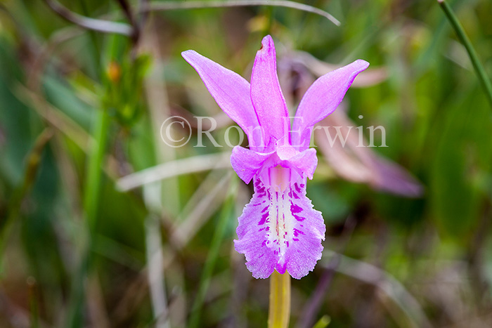 Arethusa Orchid