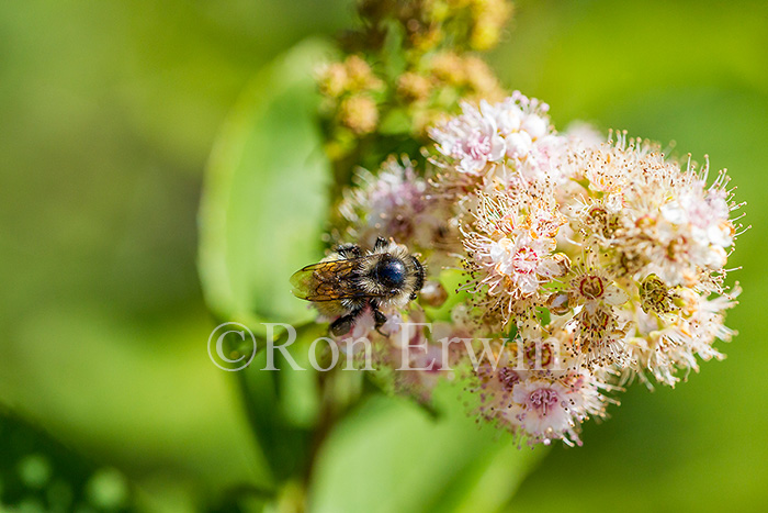 Bumblebee